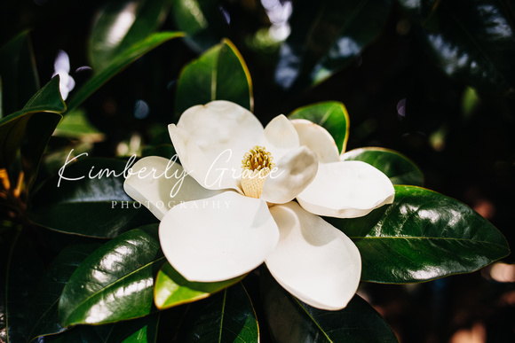 Magnolia Flower 10